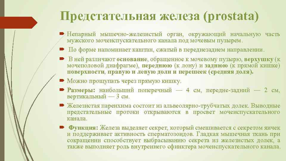 Предстательная железа (prostata) Непарный мышечно-железистый орган, окружающий начальную часть мужского мочеиспускательного канала под мочевым