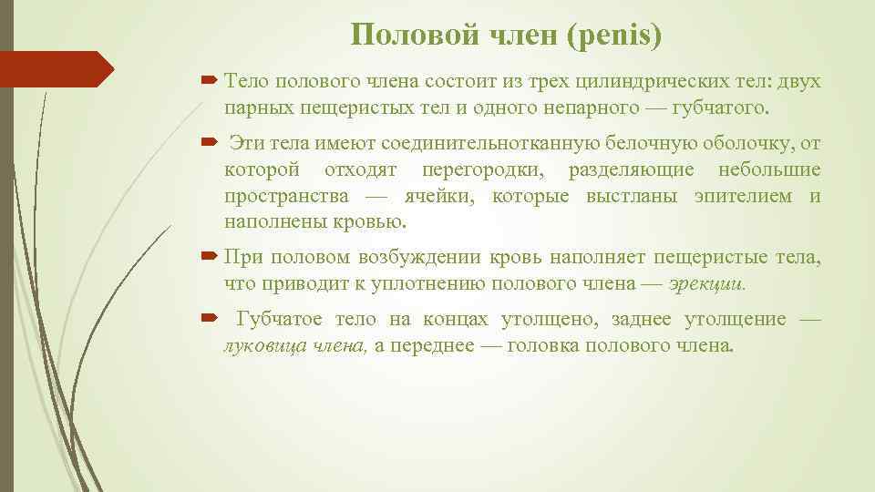 Половой член (penis) Тело полового члена состоит из трех цилиндрических тел: двух парных пещеристых