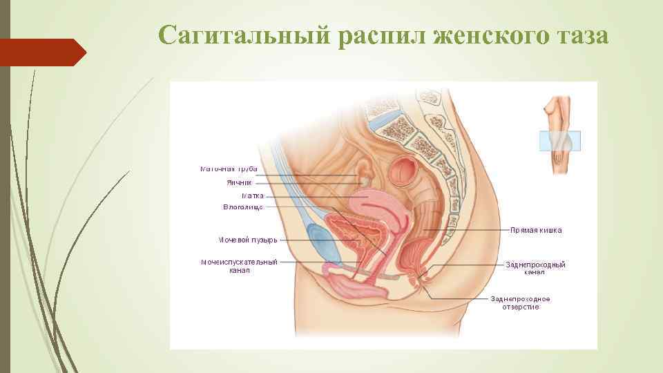 Сагитальный распил женского таза 