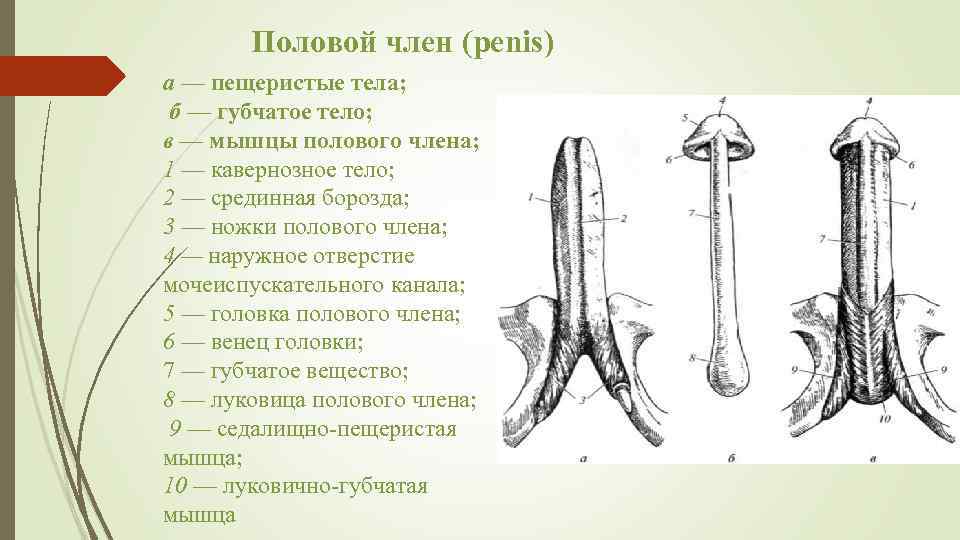 Половой член (penis) а — пещеристые тела; б — губчатое тело; в — мышцы