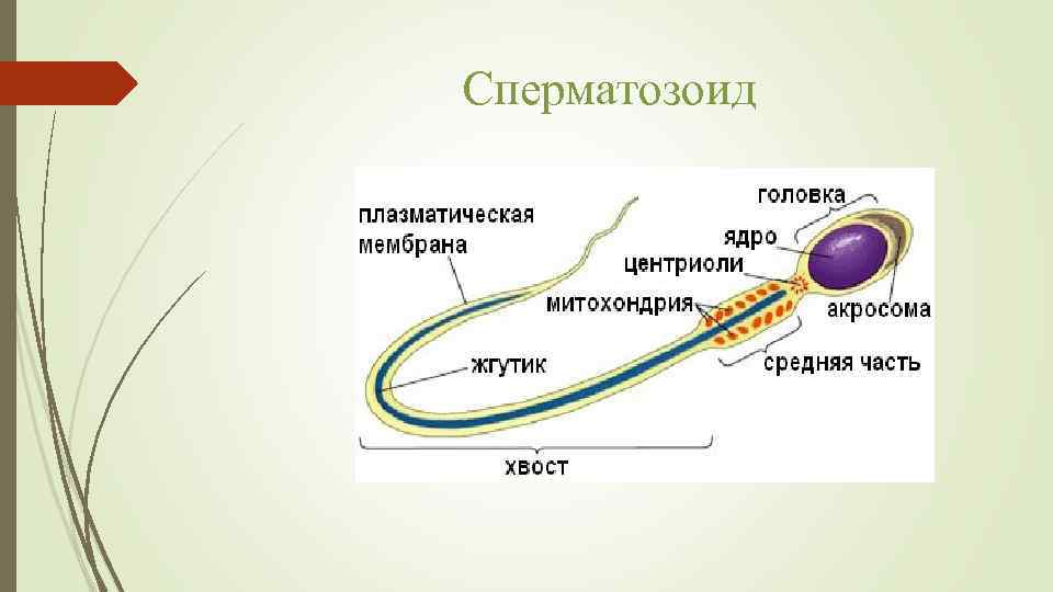 Сперматозоид 