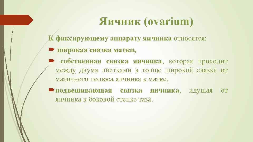 Яичник (ovarium) К фиксирующему аппарату яичника относятся: широкая связка матки, собственная связка яичника, которая