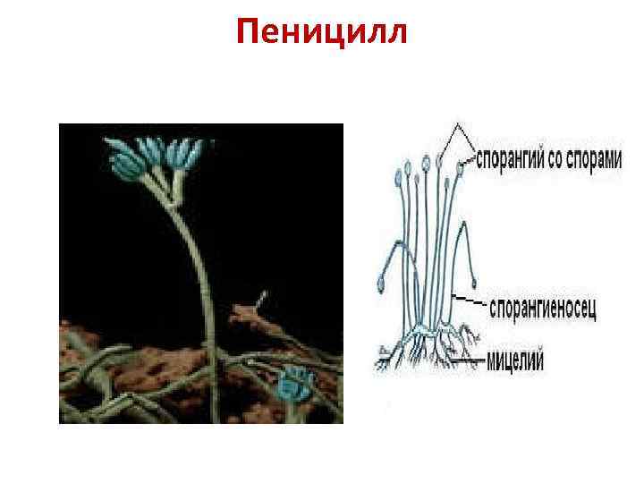 Пеницилл рисунок с подписями