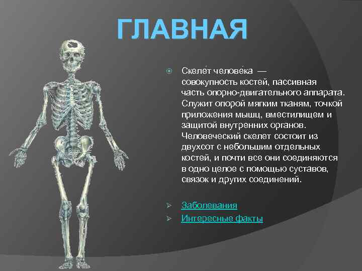 Про скелет человека. Интересные факты о скелете. Факты о скелете человека. Интересные факты о человеческом скелете. Скелет пассивная часть опорно двигательного аппарата.