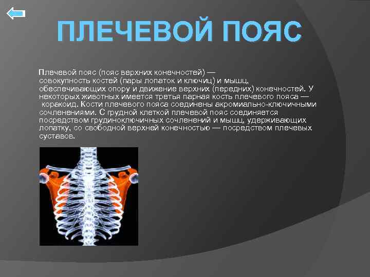ПЛЕЧЕВОЙ ПОЯС Плечевой пояс (пояс верхних конечностей) — совокупность костей (пары лопаток и ключиц)