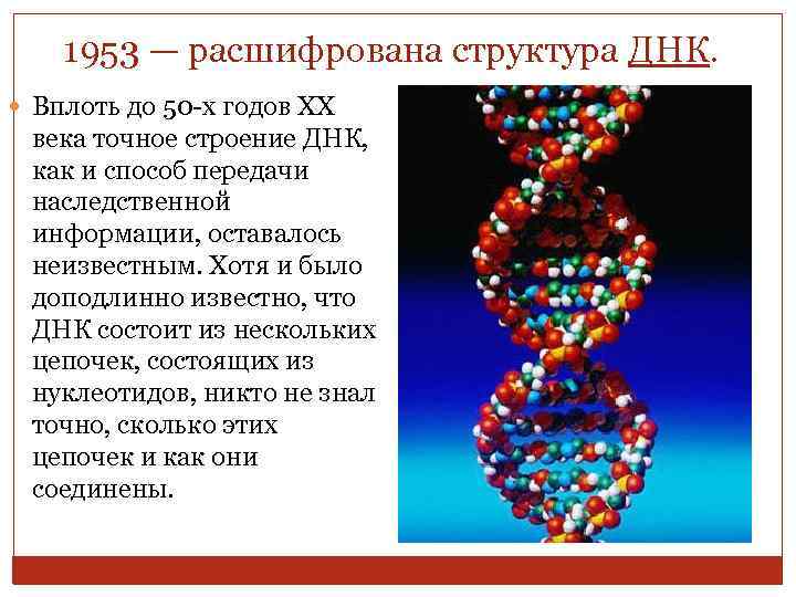 1953 — расшифрована структура ДНК. Вплоть до 50 -х годов XX века точное строение