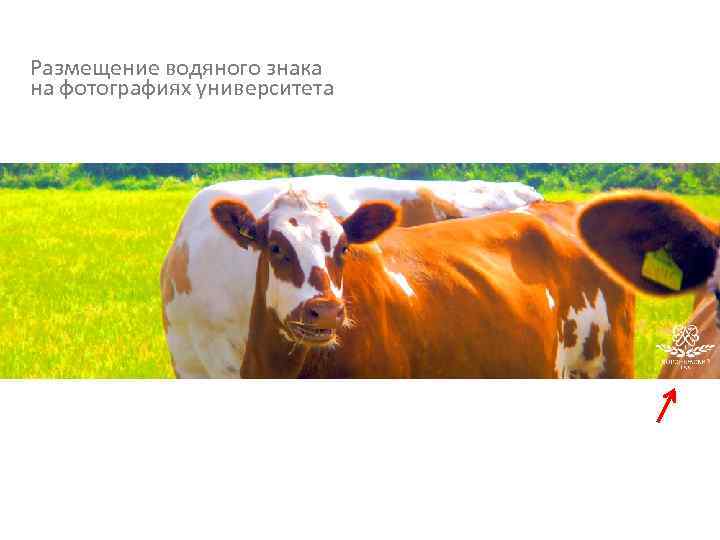Размещение водяного знака на фотографиях университета 