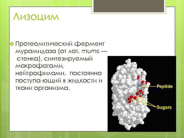Лизоцим Протеолитический фермент мурамидаза (от лат. mums — стенка), синтезируемый макрофагами, нейтрофилами, постоянно поступа