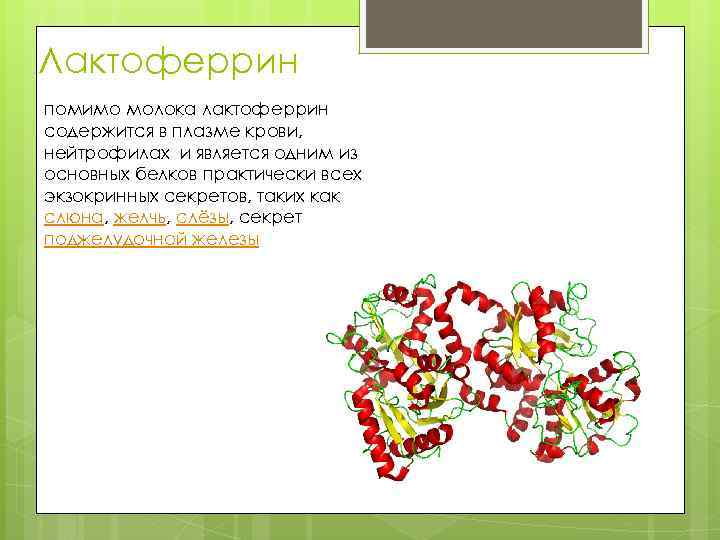 Лактоферрин помимо молока лактоферрин содержится в плазме крови, нейтрофилах и является одним из основных