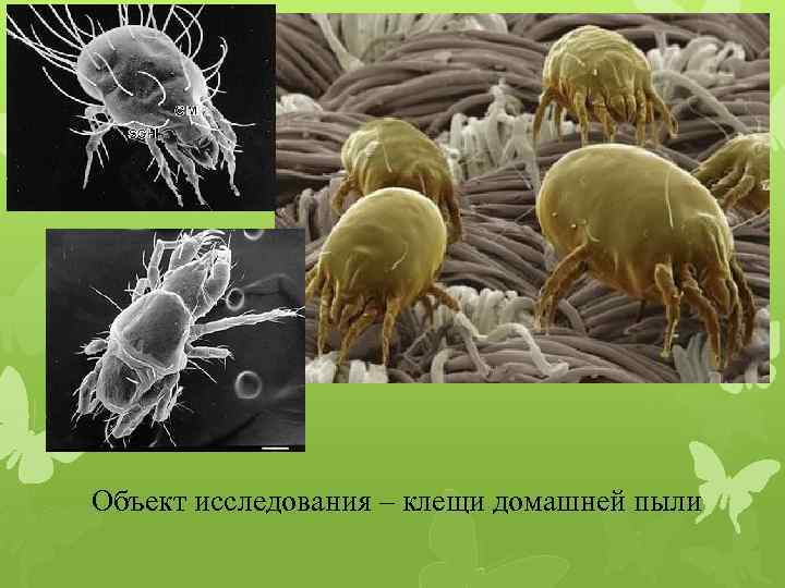 Объект исследования – клещи домашней пыли 