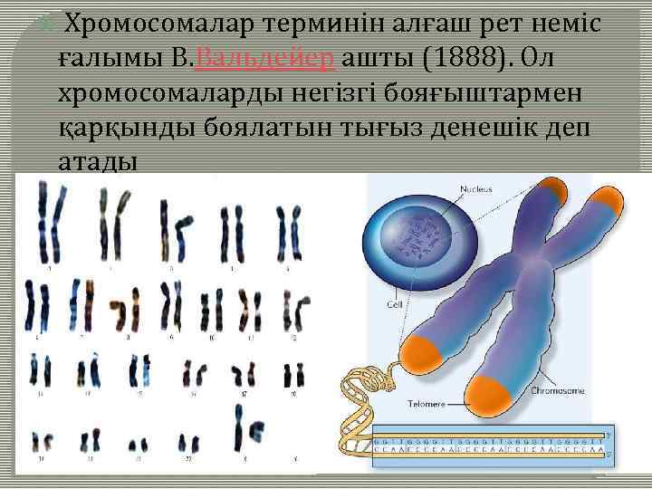  Хромосомалар терминін алғаш рет неміс ғалымы В. Вальдейер ашты (1888). Ол хромосомаларды негізгі