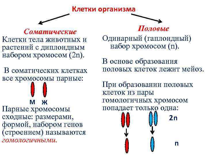 Клетки организма Соматические Клетки тела животных и растений с диплоидным набором хромосом (2 n).