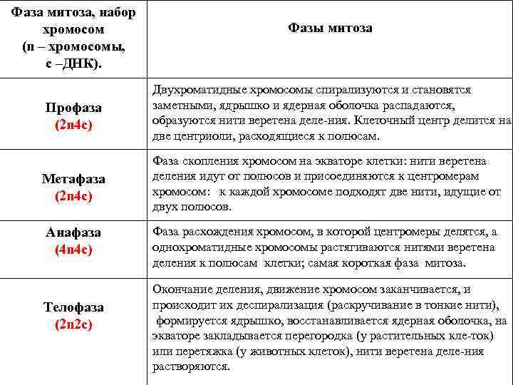 Фаза митоза, набор хромосом (n – хромосомы, с –ДНК). Профаза (2 n 4 c)