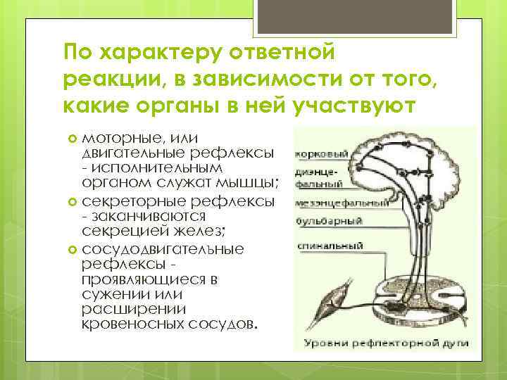 По характеру ответной реакции, в зависимости от того, какие органы в ней участвуют моторные,