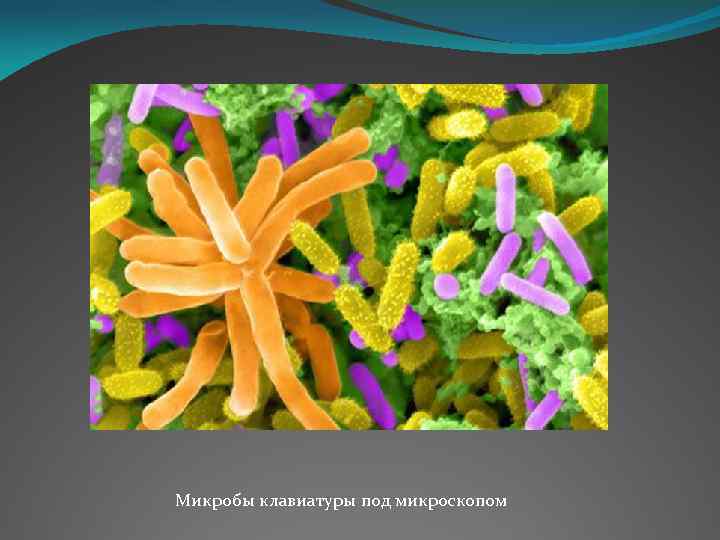 Микробы клавиатуры под микроскопом 