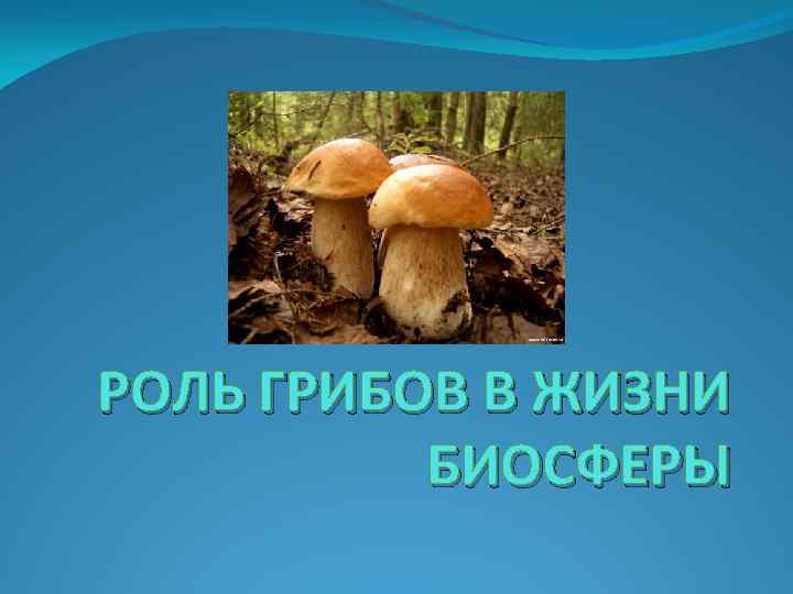 Срок жизни грибов. Грибы в биосфере. Роль грибов в биосфере. Биосферная роль грибов. Грибы роль в биосфере.