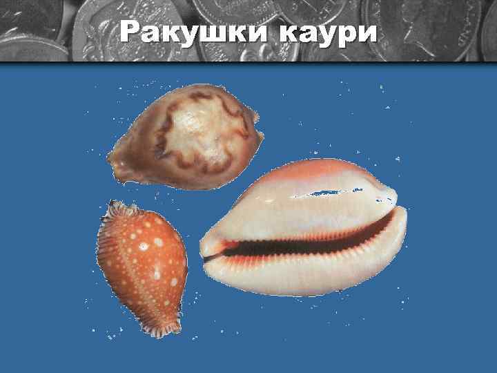 Ракушки каури 