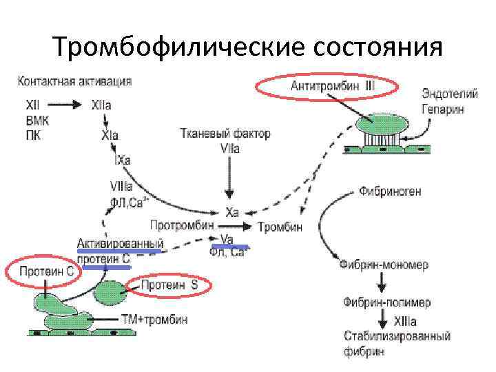 Тромбофилические состояния 
