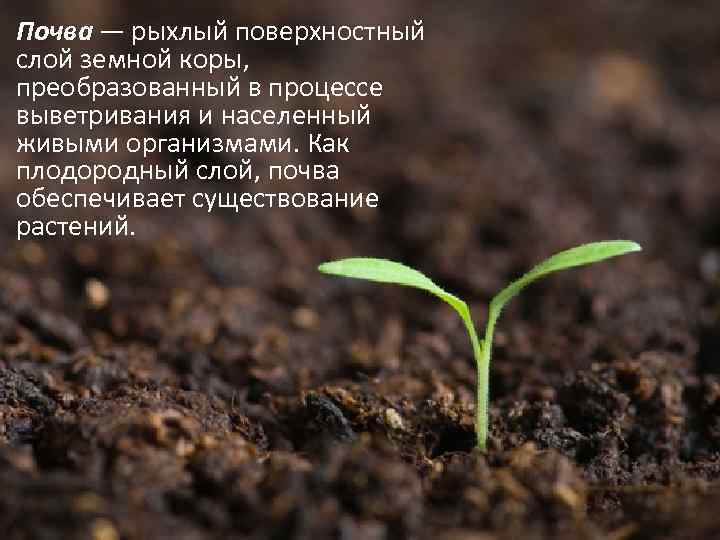 Почва — рыхлый поверхностный слой земной коры, преобразованный в процессе выветривания и населенный живыми