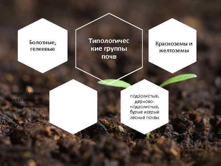 Болотные, гелеевые черноземы, каштановые, коричневые Типологичес кие группы почв Красноземы и желтоземы подзолистые, дерновоподзолистые,