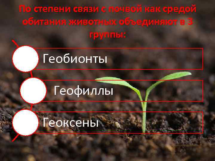 По степени связи с почвой как средой обитания животных объединяют в 3 группы: Геобионты
