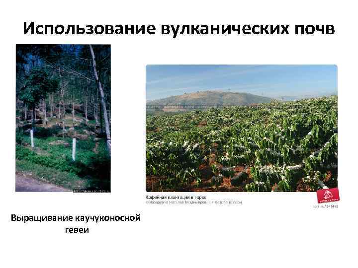 Использование вулканических почв Выращивание каучуконосной гевеи 