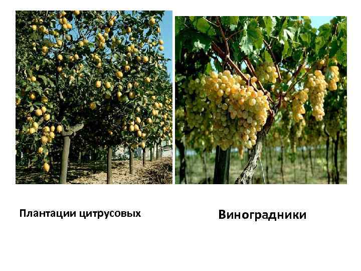 Плантации цитрусовых Виноградники 
