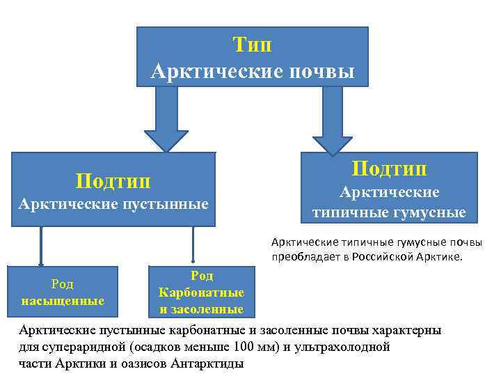 Тип Арктические почвы Подтип Арктические пустынные Подтип Арктические типичные гумусные почвы преобладает в Российской