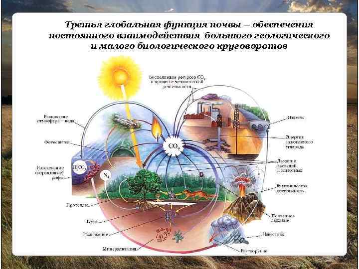 Третья глобальная функция почвы – обеспечения постоянного взаимодействия большого геологического и малого биологического круговоротов