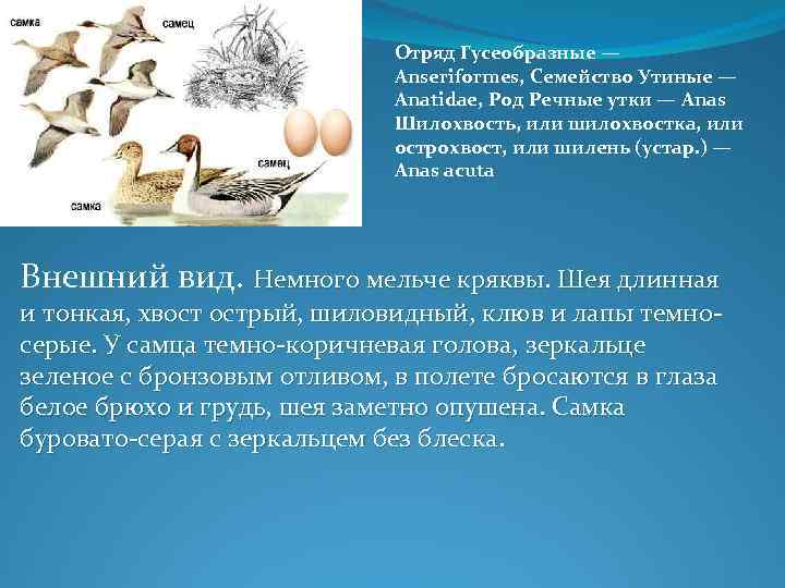 Отряд Гусеобразные — Anseriformes, Семейство Утиные — Anatidae, Род Речные утки — Anas Шилохвость,