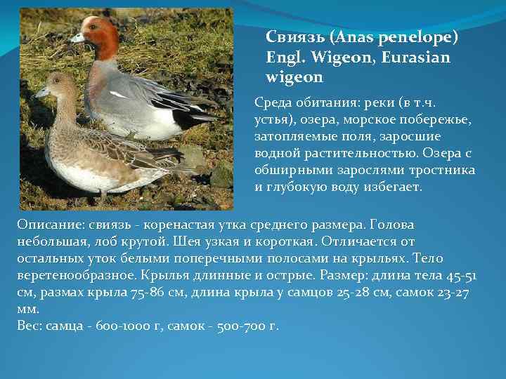 Свиязь (Anas penelope) Engl. Wigeon, Eurasian wigeon Среда обитания: реки (в т. ч. устья),