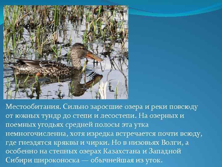 Местообитания. Сильно заросшие озера и реки повсюду от южных тундр до степи и лесостепи.