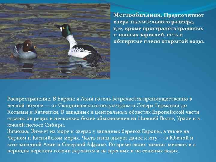 Местообитания. Предпочитают озера значительного размера, где, кроме пространств травяных и ивовых зарослей, есть и