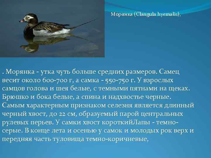 Морянка (Clangula hyemalis), . Морянка - утка чуть больше средних размеров. Самец весит около