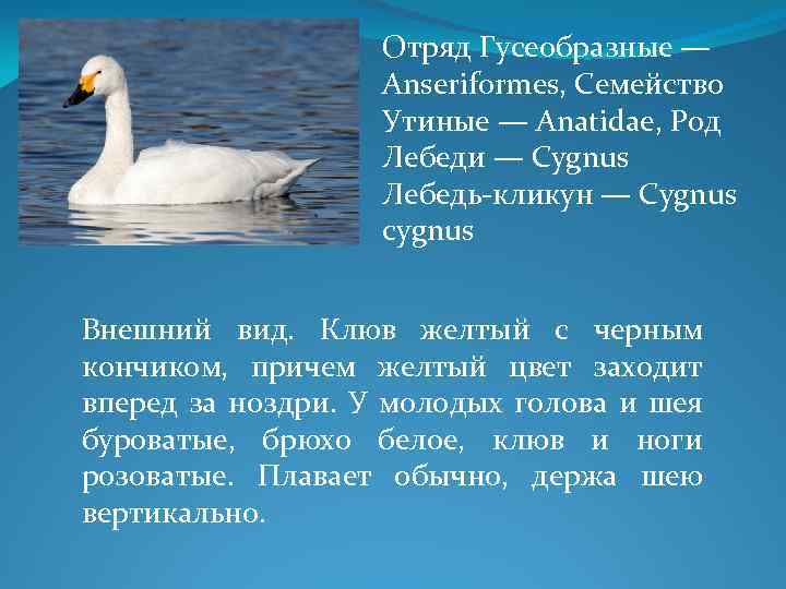 Лебедь род. Отряд Гусеобразные лебеди. Общая характеристика гусеобразных. Лебедь-кликун красная книга Пермского края. Гусеобразные птицы представители и характеристика.