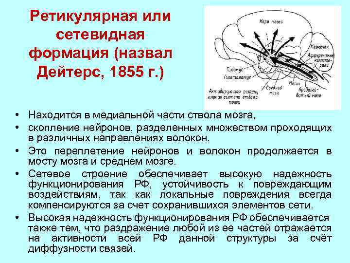 Ретикулярная или сетевидная формация (назвал Дейтерс, 1855 г. ) • Находится в медиальной части