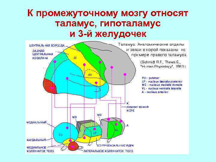 Какой участок мозга поврежден у собаки походка которой изображена на рисунке 1 спинной 2 гипоталамус