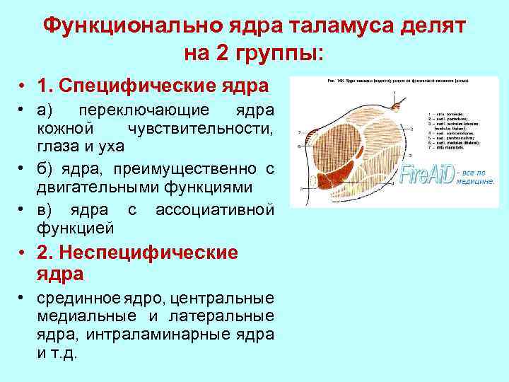 Функционально ядра таламуса делят на 2 группы: • 1. Специфические ядра • а) переключающие