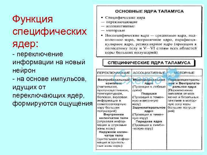 Функция специфических ядер: - переключение информации на новый нейрон - на основе импульсов, идущих