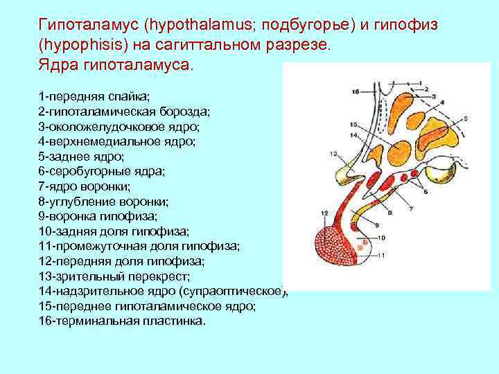 Гипоталамус (hypothalamus; подбугорье) и гипофиз (hypophisis) на сагиттальном разрезе. Ядра гипоталамуса. 1 -передняя спайка;