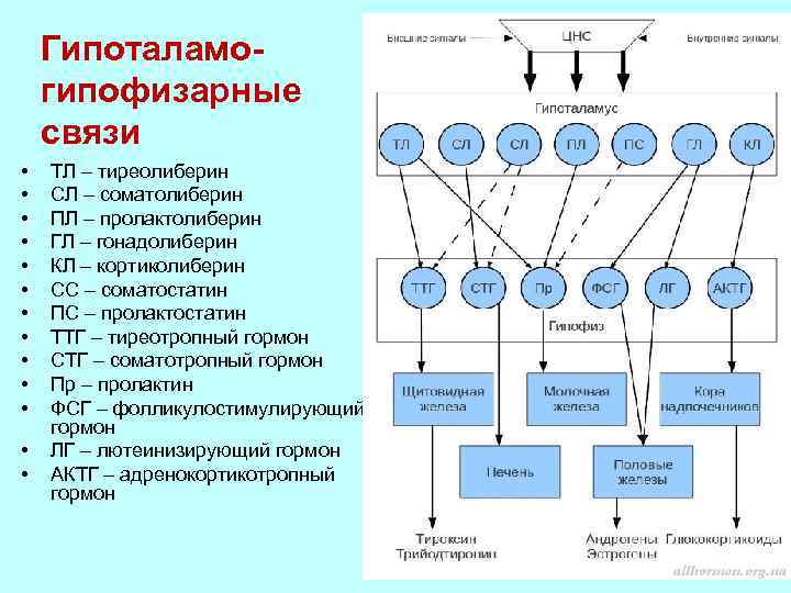 Гипоталамогипофизарные связи • • • • ТЛ – тиреолиберин СЛ – соматолиберин ПЛ –