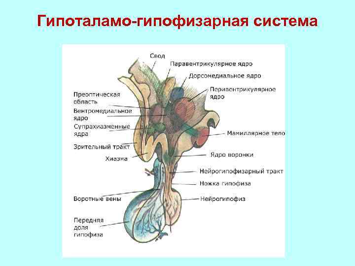 Гипоталамо-гипофизарная система 