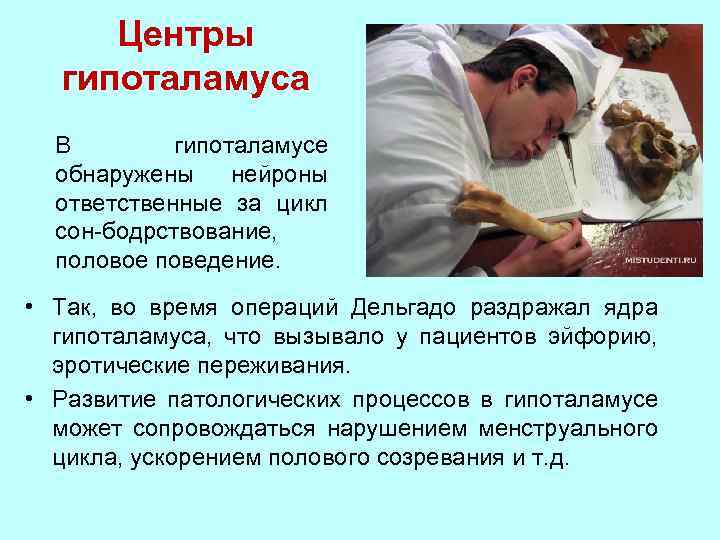 Центры гипоталамуса В гипоталамусе обнаружены нейроны ответственные за цикл сон-бодрствование, половое поведение. • Так,