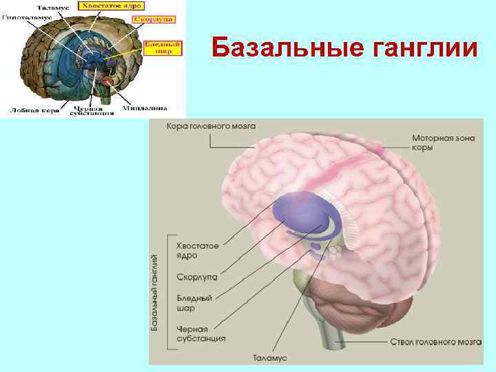 Базальные ганглии мозга. Базальные ганглии головного мозга анатомия. Базальные ганглии строение. Функции базальных ганглиев. Базальные ганглии строение и функции.