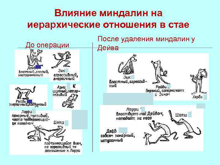 Влияние миндалин на иерархические отношения в стае До операции После удаления миндалин у Дейва