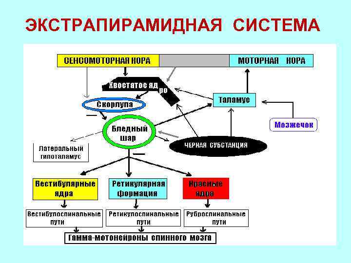 ЭКСТРАПИРАМИДНАЯ СИСТЕМА 