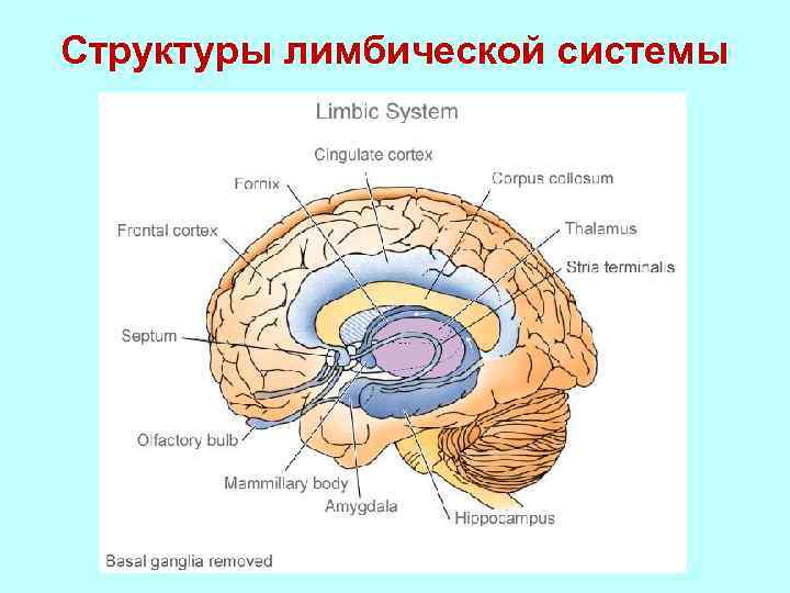 Структуры лимбической системы 