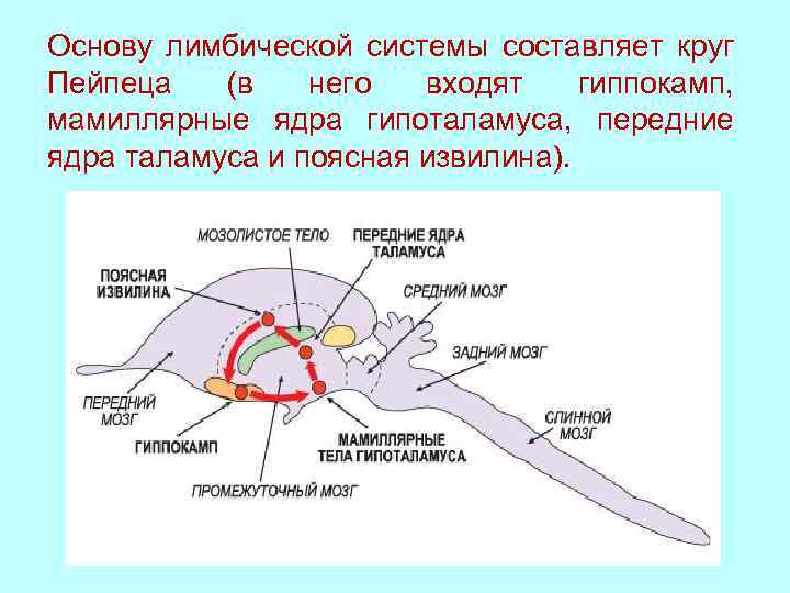 Круг папеца. Большой круг Пейпеца физиология. Большой лимбический круг Пейпеца. Лимбический круг Пейпеца физиология. Состав малого круга Пейпеца..