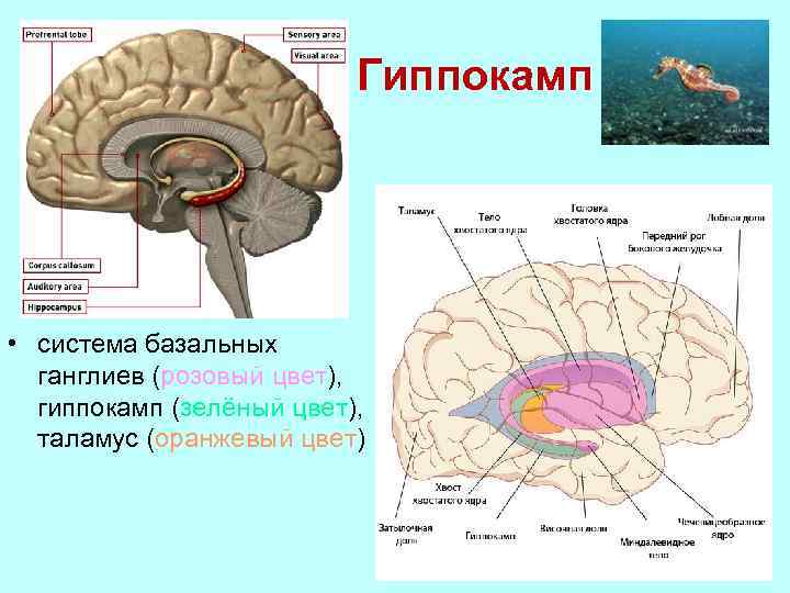 Ганглии головном мозге