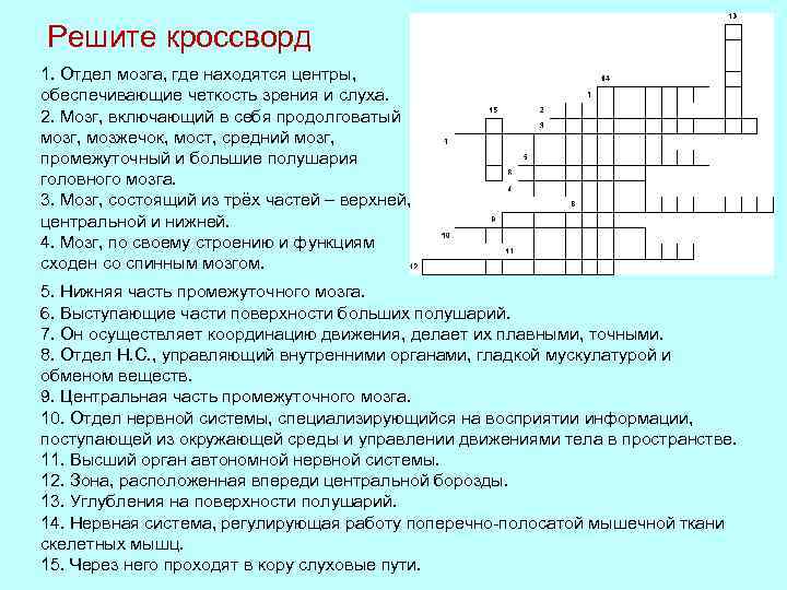 Решите кроссворд 1. Отдел мозга, где находятся центры, обеспечивающие четкость зрения и слуха. 2.